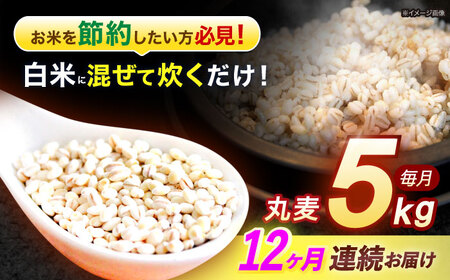 y12ցz茧Y ۔ 5kg /  ނ G G ͂  ݂ H@ / |s / LЈɓ [AHBU016]