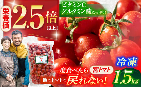 冷凍宮トマト 1.5kg / 冷凍 トマト とまと 野菜 冷凍野菜 ミニトマト / 諫早市 / 宮下農園[AHCG033]