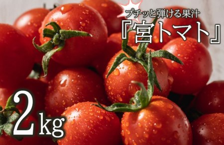 プチッと弾ける果汁　「宮トマト」2㎏　ミニトマト　プチトマト