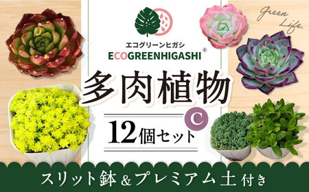 多肉植物エケベリア24ポット おまかせセット アソート 観葉植物 癒し