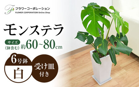 観葉植物モンステラの返礼品 検索結果 | ふるさと納税サイト「ふるなび」