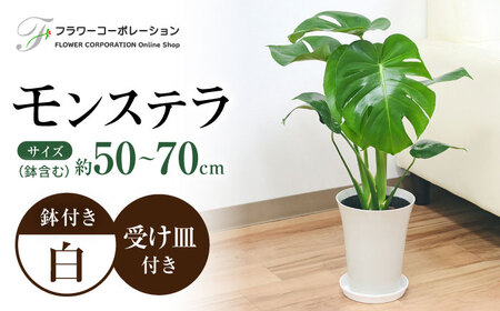 ふるさと納税 観葉植物 モンステラ 8号サイズ ロングスクエア 陶器