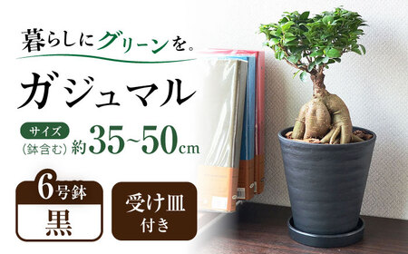 観葉植物 ガジュマル 多幸の木 6号 ブラックセラアート 鉢 / 観葉 植物 インテリア おしゃれ プレゼント / 大村市 /琴花園[ACYK015]