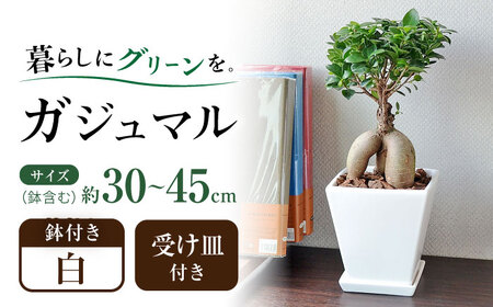 観葉植物 ガジュマル 多幸の木 ホワイトスクエア 陶器鉢 / 観葉 植物 インテリア おしゃれ プレゼント / 大村市 / フラワーコーポレーション[ACAB379]