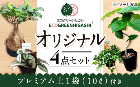オリジナル4点セット（ガジュマル大 ・ゴムの木曲がり ・ 季節のミニ観葉）/ 観葉 植物 インテリア おしゃれ / エコグリーンヒガシ / 大村市[ACAL001]