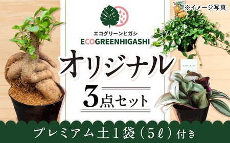 観葉植物 長崎の返礼品 検索結果 | ふるさと納税サイト「ふるなび」