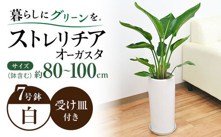ストレリチア オーガスタ 円柱形陶器鉢植え（白） 7号サイズ / 観葉 植物 インテリア おしゃれ / 大村市 / 琴花園[ACYK028]