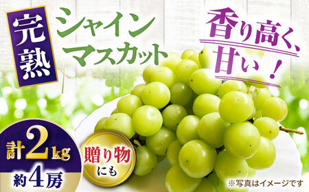 [先行受付]8月下旬より順次発送 シャインマスカット 約2kg 箱入り / シャインマスカット しゃいんますかっと フルーツ ふるーつ 果物 完熟 数量限定 / 大村市 / 大又農園 [ACZO005]