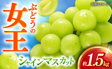 [2026年8月中旬以降発送開始] シャインマスカット 2〜3房 約1.5kg /マスカット シャイン ぶどう 葡萄/大村市/おおむら夢ファームシュシュ[ACAA480]