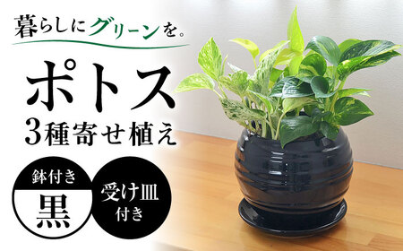 観葉植物 ポトス オウゴンカズラ 3種 寄せ植え ボール形 陶器 鉢植え (黒)/観葉 鉢 植物 インテリア おしゃれ プレゼン/大村市/琴花園[ACYK036]