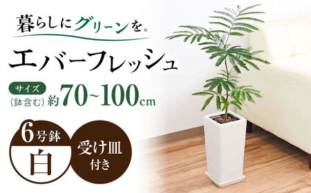 観葉植物 エバーフレッシュ ネムノキ スクエア陶器鉢植え 6号/観葉 鉢 植物 インテリア おしゃれ プレゼント/大村市/琴花園[ACYK038]