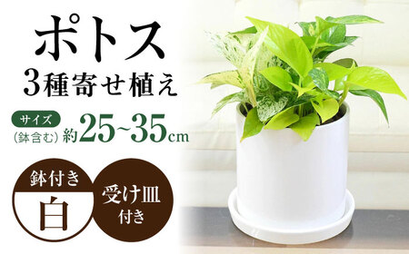 観葉植物 ポトス 3種類寄せ植え 円柱形陶器鉢植え/観葉 観葉植物 ぽとす 植物 鉢 インテリア おしゃれ プレゼント/大村市/琴花園[ACYK039]