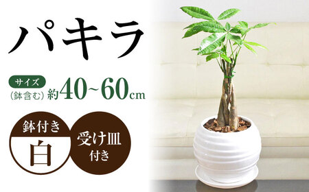 観葉植物 パキラ 編み込み ボール形 陶器鉢植え/ 観葉 植物 インテリア おしゃれ プレゼント/大村市/琴花園[ACYK041]