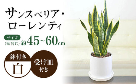 観葉植物 サンスベリア ローレンティ円柱形シリンダー陶器鉢植え/サンスベリア 鉢植え 観葉 植物 インテリア おしゃれ プレゼント/大村市/琴花園[ACYK042]