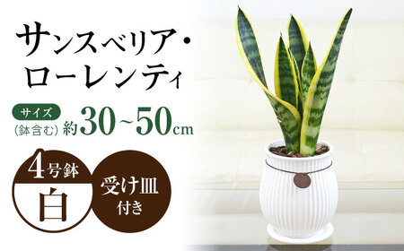 観葉植物 サンスベリア ローレンティ バーティカルライン タグ付き 4号 ホワイト/サンスベリア 鉢植え 観葉 植物 インテリア おしゃれ プレゼント/大村市/琴花園[ACYK043]