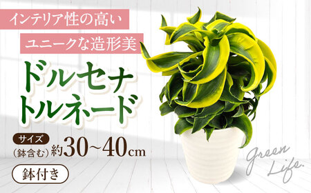 観葉植物 ドルセナトルネード 鉢植え 大村市 エコグリーンヒガシ/室内植物 鉢付き 植物 インテリア おしゃれ プレゼント ギフト[ACAL008]