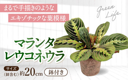 観葉植物 マランタレウコネウラ 鉢植え 大村市 エコグリーンヒガシ/マランタ 室内植物 鉢付き 植物 インテリア おしゃれ プレゼント ギフト[ACAL009]