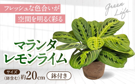 観葉植物 マランタレモンライム 鉢植え 大村市 エコグリーンヒガシ/マランタ 室内植物 植物 鉢付き インテリア おしゃれ ギフト プレゼント[ACAL010]