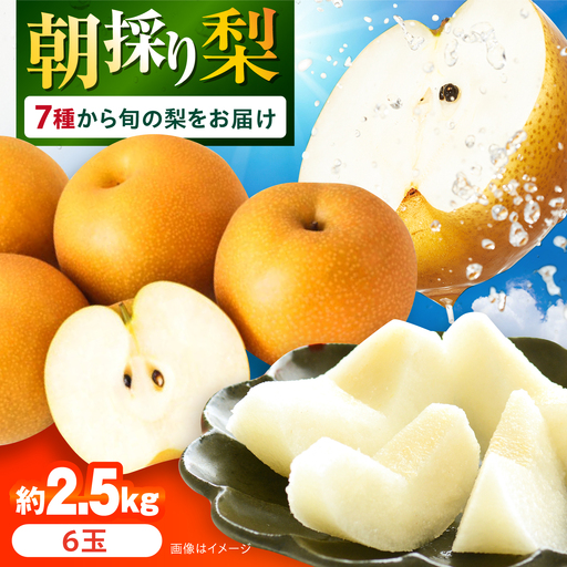 梨 約2.5kg /朝どれ梨 [ACZC011]