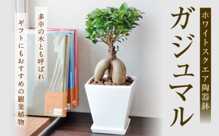 観葉植物 ガジュマル 多幸の木 ホワイトスクエア 陶器鉢 のレビュー