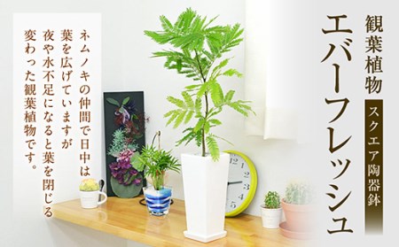 観葉植物 エバーフレッシュ ネムノキ スクエア 陶器鉢 角型のレビュー | ふるさと納税ランキングふるなび