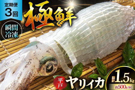 イカ 刺身 極鮮 ヤリイカ 計1.5kg(約500g×3回) 3回 定期便 [海隆丸 長崎県 平戸市 hr42bgy400090]