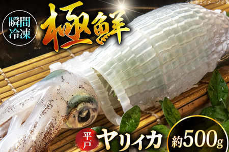 イカ 刺身 極鮮ヤリイカ 約500g [海隆丸 長崎県 平戸市 hr42bgy400118]