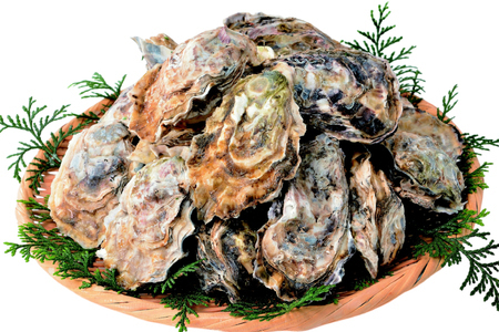 [期間限定発送] 牡蠣 生食 平戸産 殻付き 生牡蠣 約2.5kg [北川水産 長崎県 平戸市 hr42bgy400102]