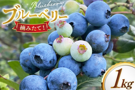ブルーベリー 冷凍 250g 4パック 計 1kg [いきつきブルーベリー園 moon berry's kitchen 長崎県 平戸市 hr42bhb500002]
