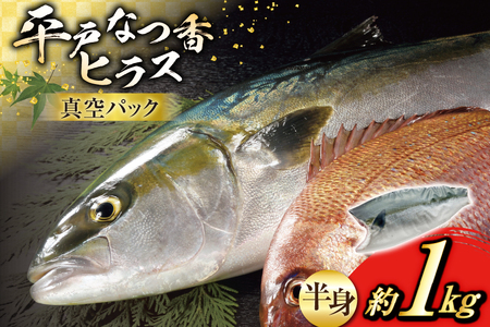 刺身 ヒラマサ 平戸なつ香 ヒラス 半身 約1kg [(株)坂野水産 長崎県 平戸市 hr42bgy420005]