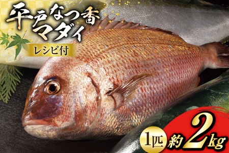 タイ 刺身 平戸なつ香 鯛 丸々 1匹 約2kg [(株)坂野水産 長崎県 平戸市 hr42bgy420108]