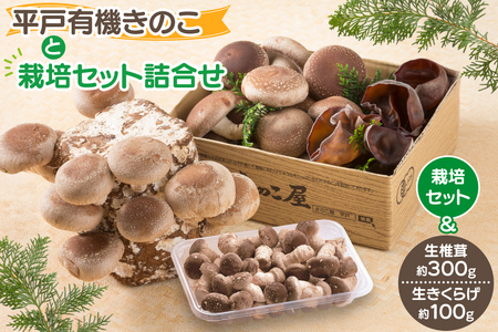 きのこ しいたけ きくらげ 椎茸菌床 生椎茸 生きくらげ セット [きのこ屋 長崎県 平戸市 hr42bgy410092]
