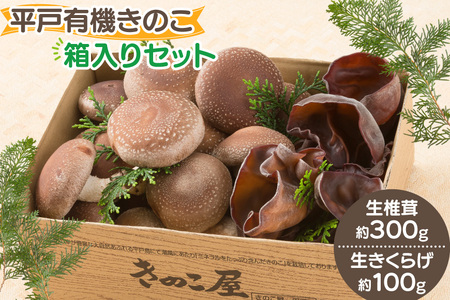 きのこ しいたけ きくらげ 生椎茸 生きくらげ 箱入りセット [きのこ屋 長崎県 平戸市 hr42bgy410144]