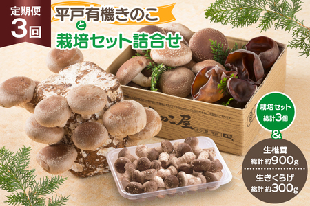 きのこ しいたけ きくらげ 椎茸菌床 生椎茸 生きくらげ セット 3回 定期便 [きのこ屋 長崎県 平戸市 hr42bgy410154]