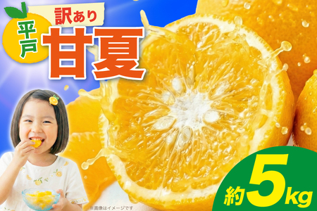 【期間限定発送】 訳アリ みかん 甘夏 約5kg 15～20個前後 [ひらど新鮮市場 長崎県 平戸市 hr42bgy400227]