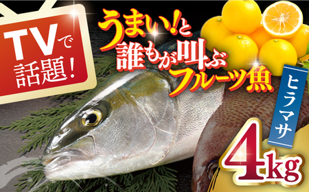 ヒラマサ 平戸なつ香 ヒラス 約4kg[(株)坂野水産][KAA001]/ 長崎 平戸 魚介類 魚 ヒラス ヒラマサ 内臓処理済 レシピ 刺身 たたき 刺身 塩焼き 漬け丼 西京焼 アレンジ 冷蔵 国産 長崎 冷蔵 国産 