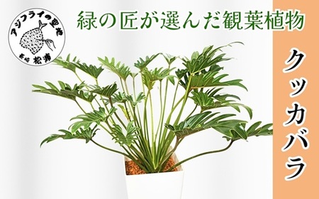 緑の匠がえらんだ観葉植物 素敵な空間づくりに クッカバラ( クッカバラ 観葉植物 インテリア 植物 新築祝い 贈り物 開店祝い 引っ越し祝い 送料無料 )【B8-022】