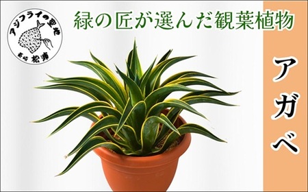 緑の匠が選んだ観葉植物 素敵な空間づくりに アガべ( 観葉植物 アガべ インテリア 植物 新築祝い 贈り物 送料無料 )