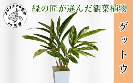 緑の匠が選んだ観葉植物 素敵な空間づくりに ゲットウ( 観葉植物 ゲットウ 月桃 植物 贈り物 送料無料 )【B9-019】
