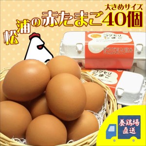 【A7-027】養鶏場直送!松浦の赤たまご(40個)