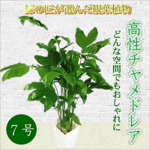 観葉植物 竹の返礼品 検索結果 | ふるさと納税サイト「ふるなび」