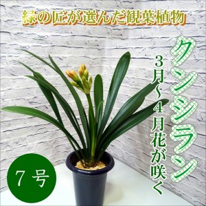 緑の匠が選んだ観葉植物 素敵な空間づくりに クンシラン 7号