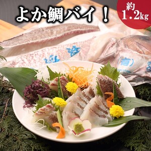 真鯛1匹柵どり済みで刺身・焼物・煮物に扱いやすさ抜群!よか鯛バイ!