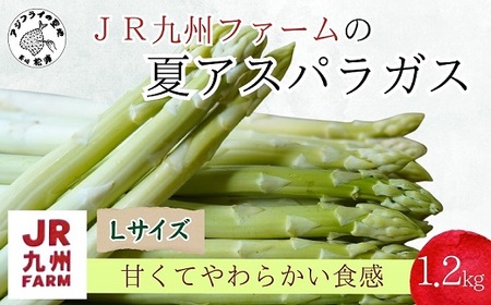 JR九州ファームの夏アスパラガス Lサイズ1.2kg( アスパラガス アスパラ 夏アスパラ 野菜 甘み 柔らかい 松浦市 )