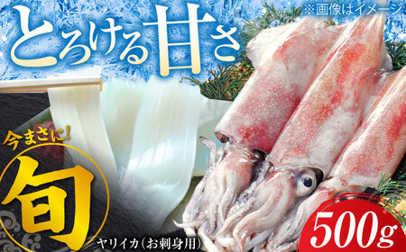 ヤリイカ お刺身用 500g 小分け 刺身 いか イカ ヤリイカ