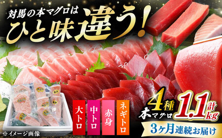 [全3回定期便] 対馬産 本マグロ 4種 計1.1kg(赤身/中トロ/大トロ/ネギトロ)[対馬市][対海] 冷凍配送 食べ比べ 新鮮 手巻き寿司 海鮮丼