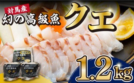 対馬産天然幻の高級魚クエ1.2kg [WAA014] クエ くえ クエ鍋 刺身 海鮮 鮮魚 しゃぶしゃぶ 