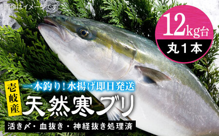 壱岐島産天然寒ブリ(12キロ台・丸もの)