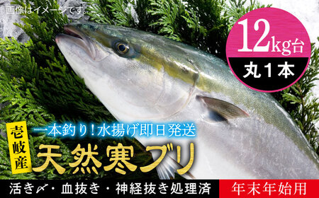 [お正月用]壱岐島産天然寒ブリ(12キロ台・丸もの)