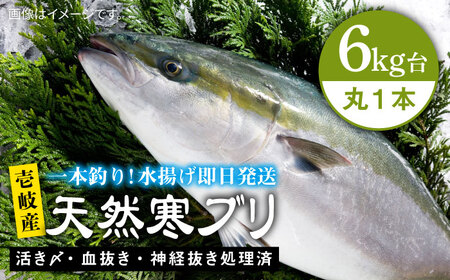 壱岐島産天然寒ブリ(6キロ台・丸もの)寒ブリ 寒ブリ 寒ブリ 寒ブリ 寒ブリ 寒ブリ 
